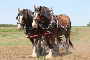 clydesdale-1106337_1280